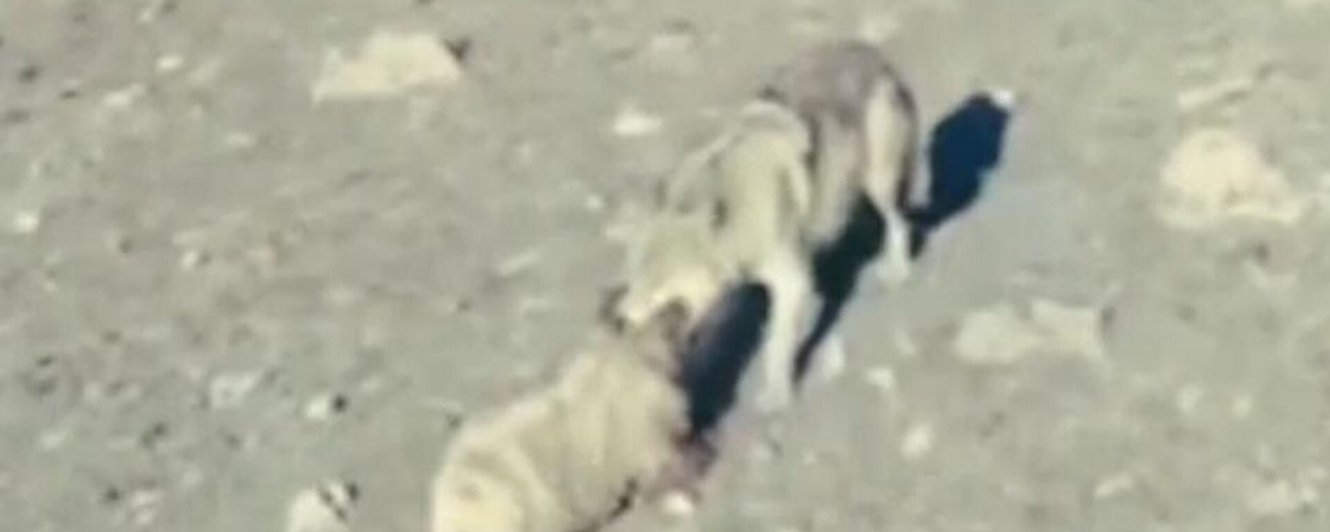 سيرة تنقذ خروفا من فكي ذئب سيرة تنقذ خروفا من فكي ذئب - سبوتنيك عربي, 1920, 24.12.2023