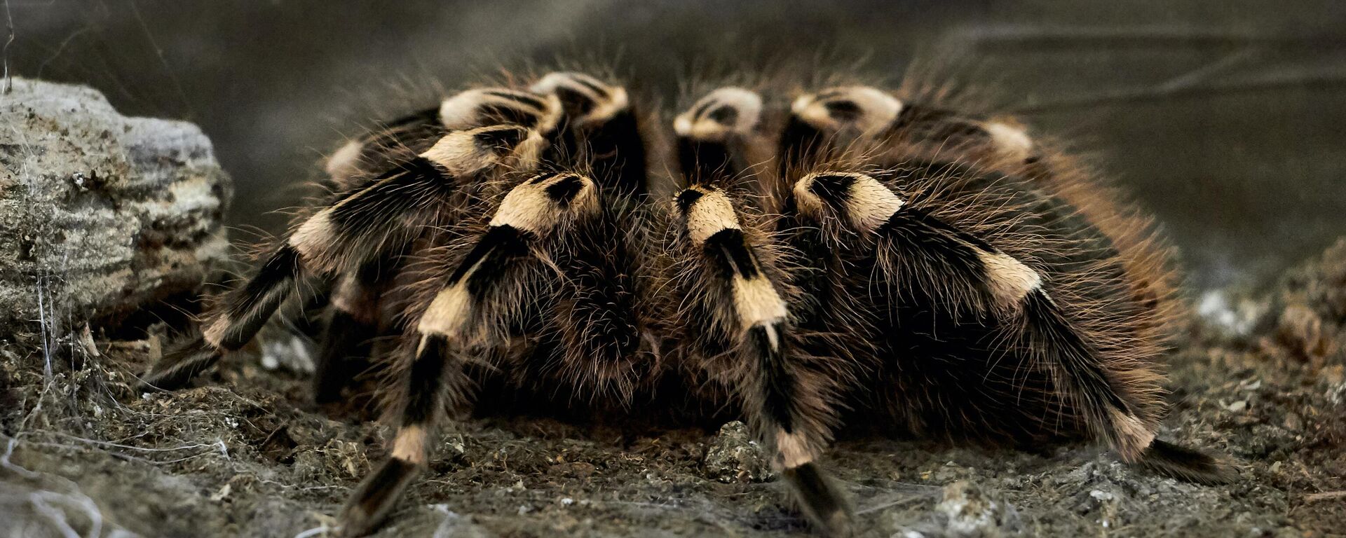 عنكبوت ضخم  - سبوتنيك عربي, 1920, 10.01.2024