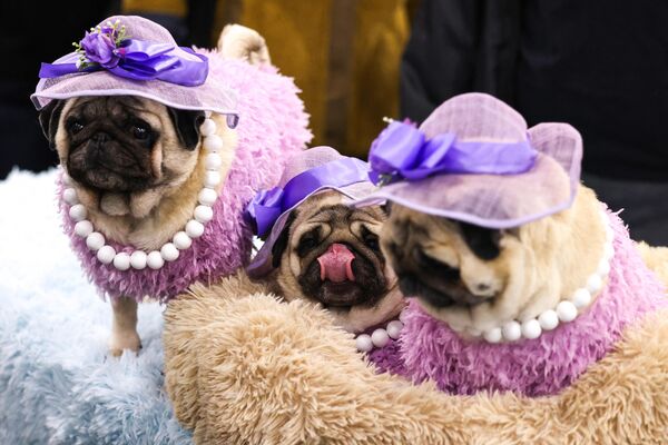تشارك كلاب "الصلصال" في حدث "Meet the Breeds" السنوي، الذي ينظمه نادي "American Kennel Club" في مركز مؤتمرات في نيويورك، في 28 يناير 2024. - سبوتنيك عربي