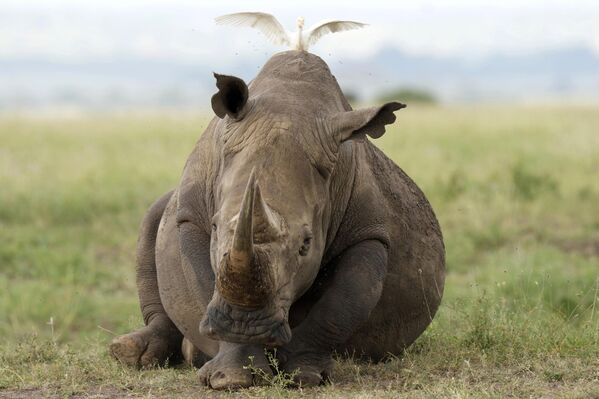 طائر يقف على حيوان وحيد القرن الأسود، المدرج في القائمة الحمراء للأنواع المهددة، وفقًا للاتحاد الدولي لحفظ الطبيعة (IUCN)، شوهد في حديقة نيروبي الوطنية، على مشارف نيروبي، يوم الأربعاء 31 يناير 2024، في نيروبي، كينيا. - سبوتنيك عربي