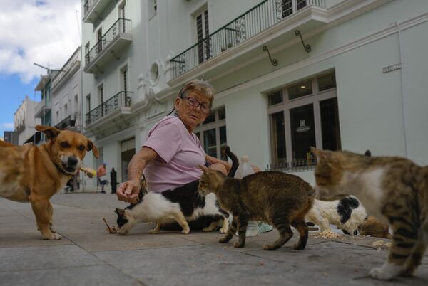 القطط الضالة تقترب من امرأة تطعم كلبها في هافانا القديمة، كوبا. - سبوتنيك عربي
