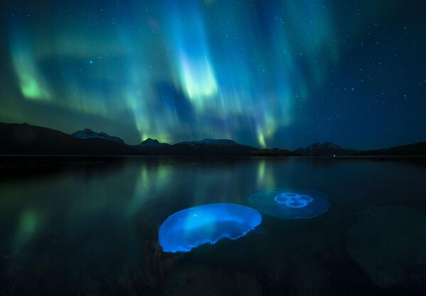 صورة Aurora Jellies التقطها المصور النرويجي أودون ريكاردسن، وتم إدراجها ضمن أفضل 5 مصورين للحياة البرية في جائزة اختيار الجمهور لعام 2023 - سبوتنيك عربي