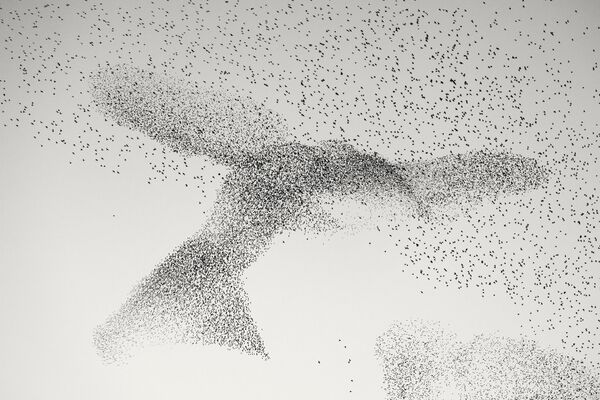 تم إدراج صورة Starling Murmuration للمصور الألماني الروماني دانييل دينسيسكو، ضمن أفضل 5 مصورين للحياة البرية في جائزة اختيار الجمهور لعام 2023 - سبوتنيك عربي