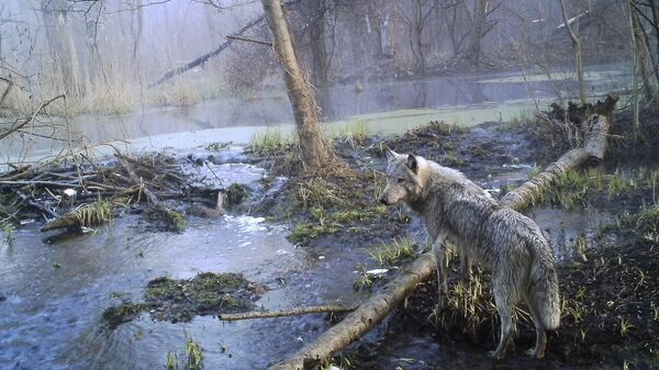 ذئب يتجول في منطقة استبعاد تشيرنوبيل - سبوتنيك عربي