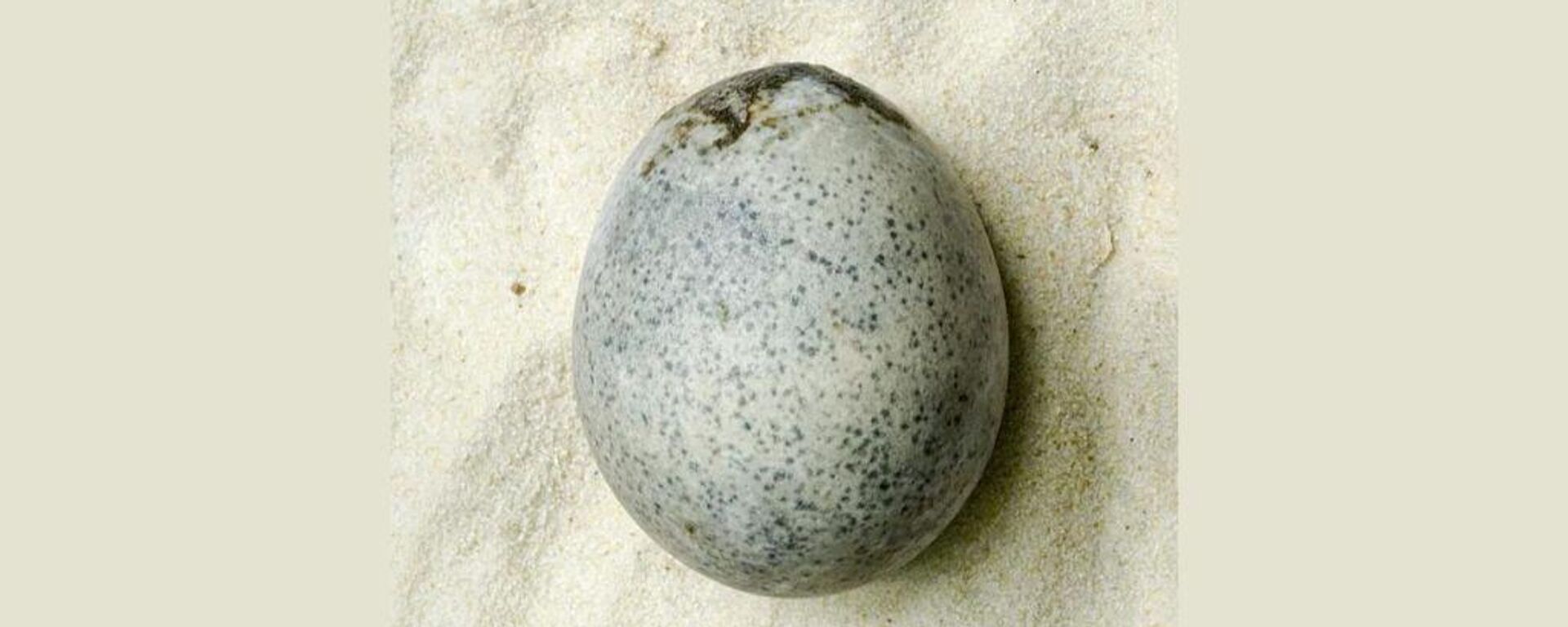 بيضة قديمة وضعها طائر عاش قبل 1700 عام  - سبوتنيك عربي, 1920, 15.02.2024