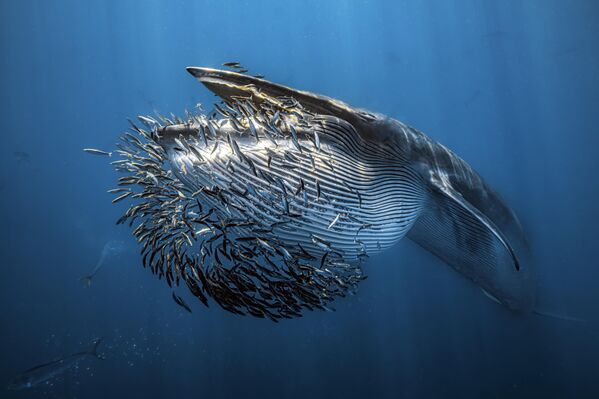 حوت يبتلع أسماكا صغيرة - سبوتنيك عربي