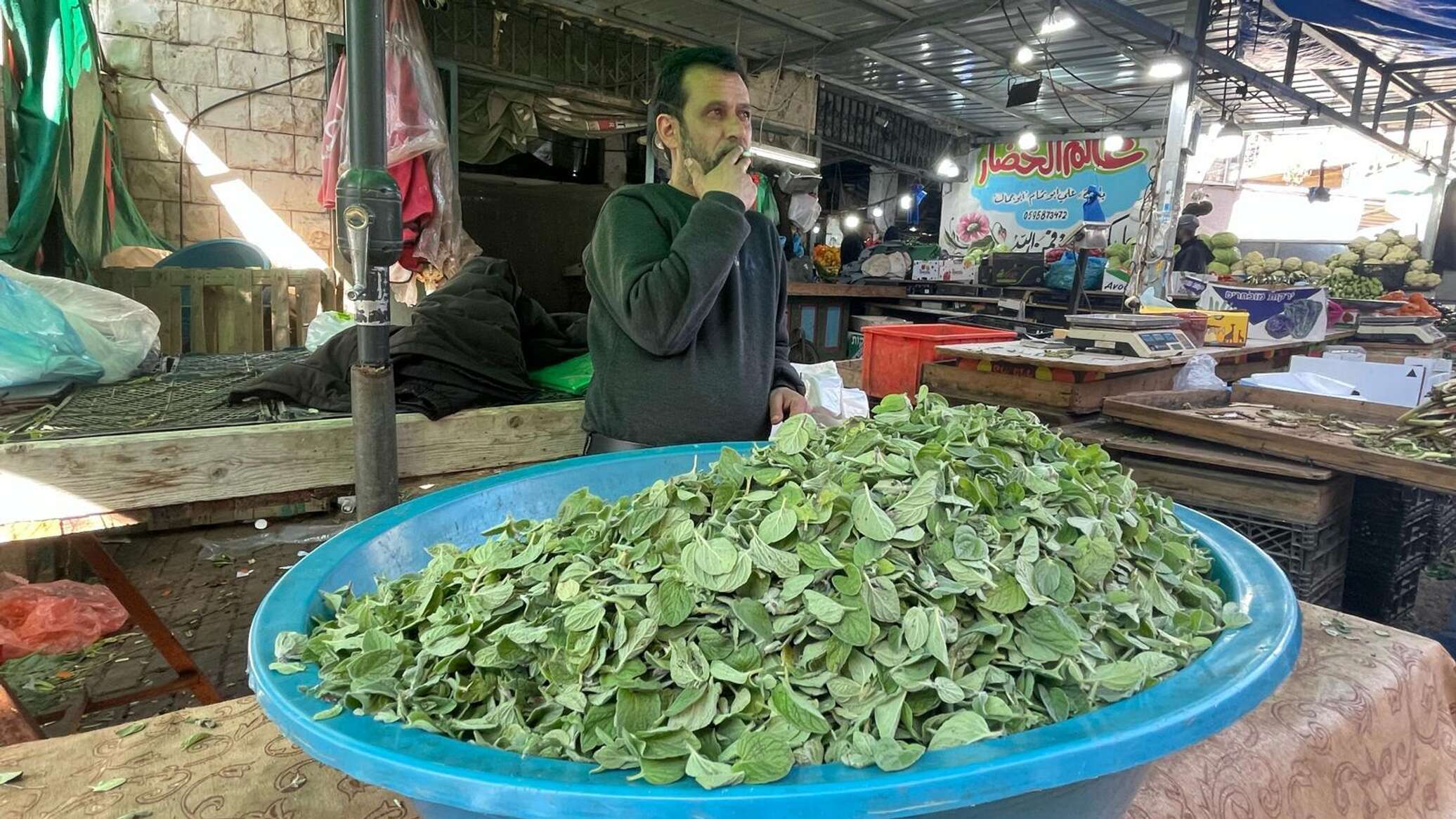 زراعة التبغ في الضفة الغربية مصدر رزق لكثير من العاطلين عن العمل بسبب الحرب على قطاع غزة