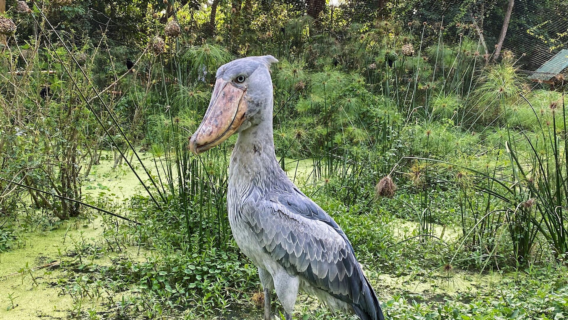 طائر شوبيل الأفريقي - سبوتنيك عربي, 1920, 03.03.2024