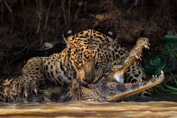 اسم المصور: إيان فورد، اسم الصورة: Caiman Crunch. وصف الصورة: نثى جاكوار وهي تطارد فريستها. - سبوتنيك عربي