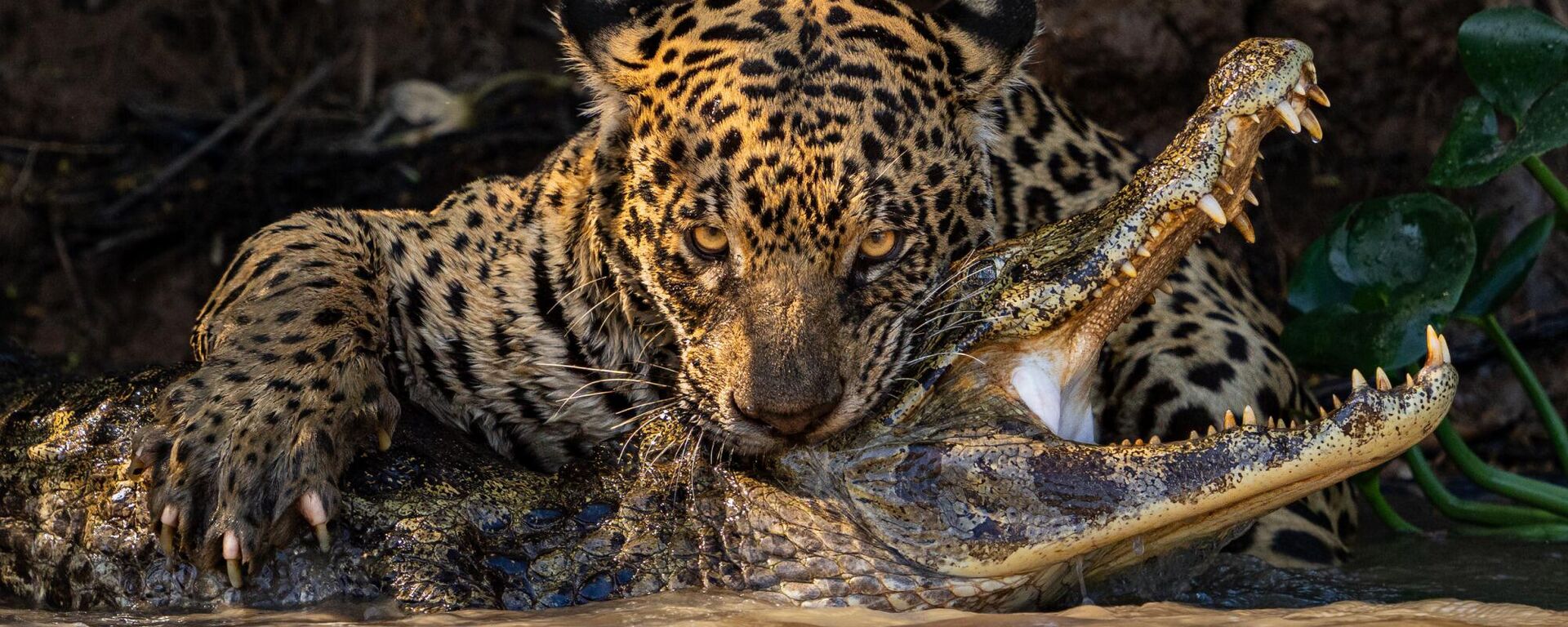 Снимок Caiman Crunch фотографа Ian Ford из Великобритании, победивший в категории Open Natural World & Wildlife конкурса 2024 Sony World Photography Awards - سبوتنيك عربي, 1920, 13.03.2024