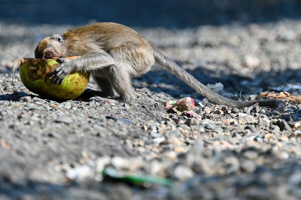 قرد طويل الذيل يأكل جوز الهند على الشارع بالقرب من منطقة غابات في جاباكيه في مقاطعة آتشيه الإندونيسية. - سبوتنيك عربي