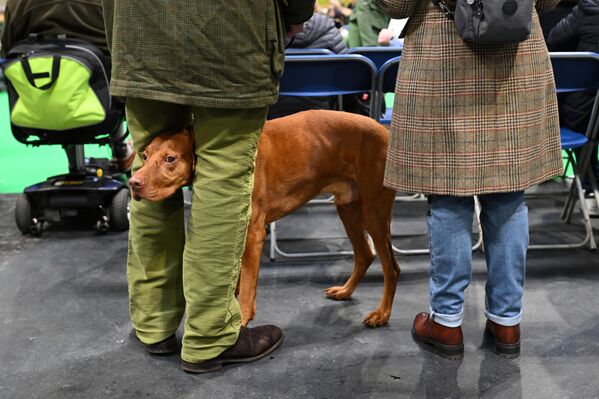 كلب فيزلا مجري يقف بجوار حلقة تحكيم في اليوم الثاني من معرض كروفتس للكلاب في مركز المعارض الوطني في برمنغهام، وسط بريطانيا. - سبوتنيك عربي