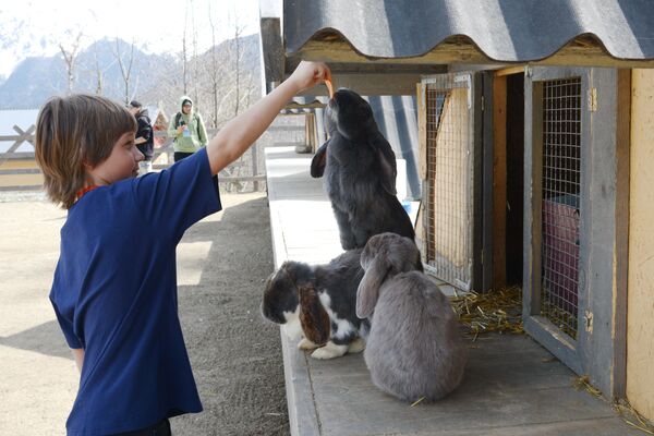 زائر يطعم الأرانب ذات الأذنين المتدليتين في حديقة باشا ماما الألبكة. - سبوتنيك عربي
