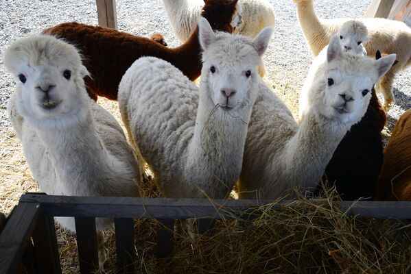 الألبكة في منطقة مغلقة على أراضي منتزه باشا ماما الألبكة - سبوتنيك عربي