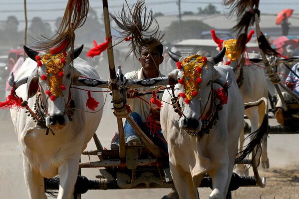 أحد المشاركين يتسابق بعربته التي يجرها ثور في مقاطعة كامبونج سبيو في 7 أبريل 2024، كجزء من الاحتفالات برأس السنة الخميرية الجديدة لهذا العام والتي تصادف في الفترة من 13 إلى 16 أبريل. - سبوتنيك عربي