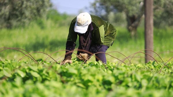 صمود المزارعين في جنوب لبنان.. زراعة الشتلة المرة وسط التحديات - سبوتنيك عربي