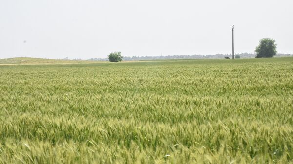 قلوب الفلاحين السوريين ترتعد خوفا من الحرائق مع بدء موسم حصاد القمح - سبوتنيك عربي