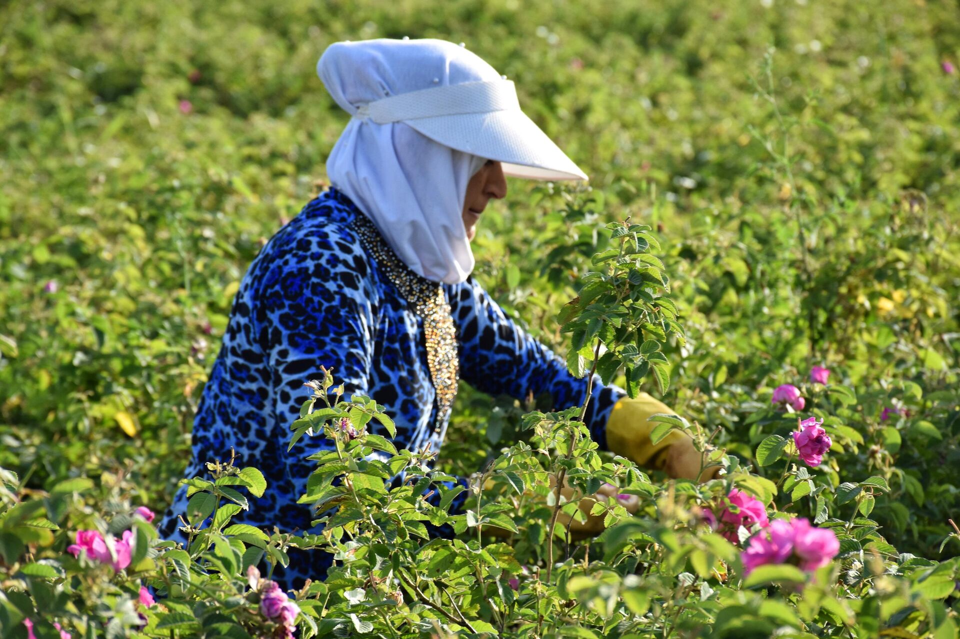 الوردة الشامية.. طفلة (النيربيين) تفوح على المناطق المحررة بريف حلب - سبوتنيك عربي, 1920, 07.06.2024