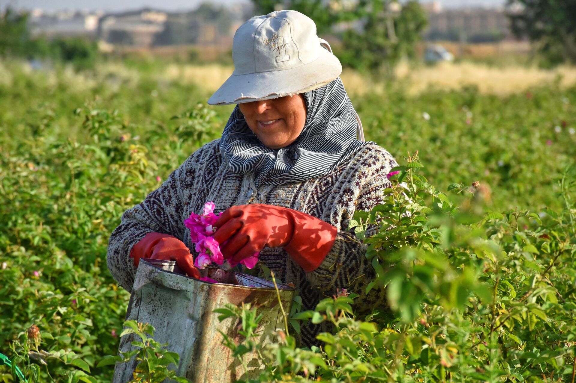 الوردة الشامية.. طفلة (النيربيين) تفوح على المناطق المحررة بريف حلب - سبوتنيك عربي, 1920, 07.06.2024