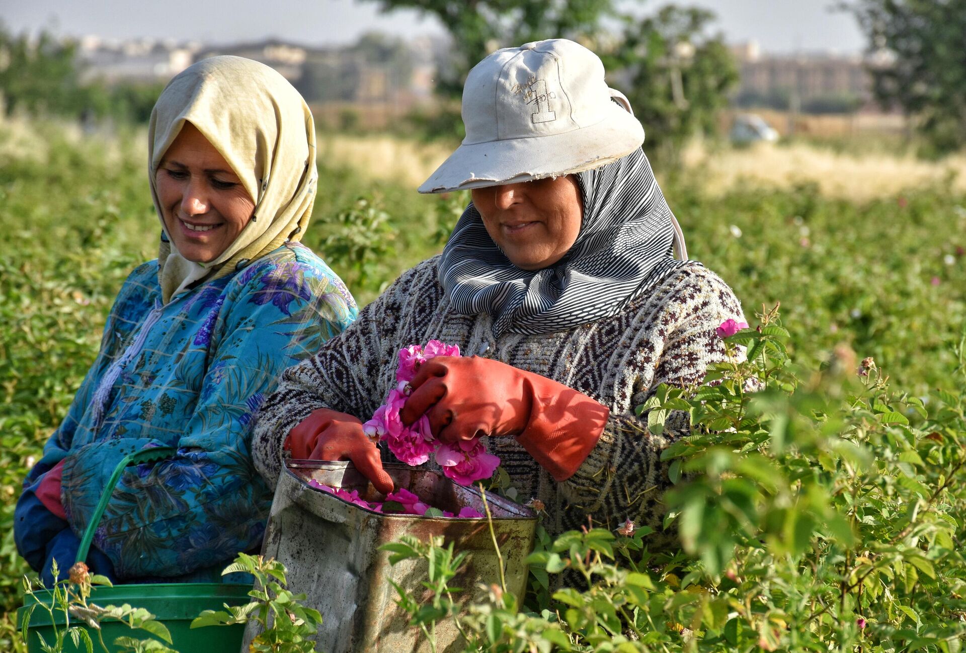 الوردة الشامية.. طفلة (النيربيين) تفوح على المناطق المحررة بريف حلب - سبوتنيك عربي, 1920, 07.06.2024