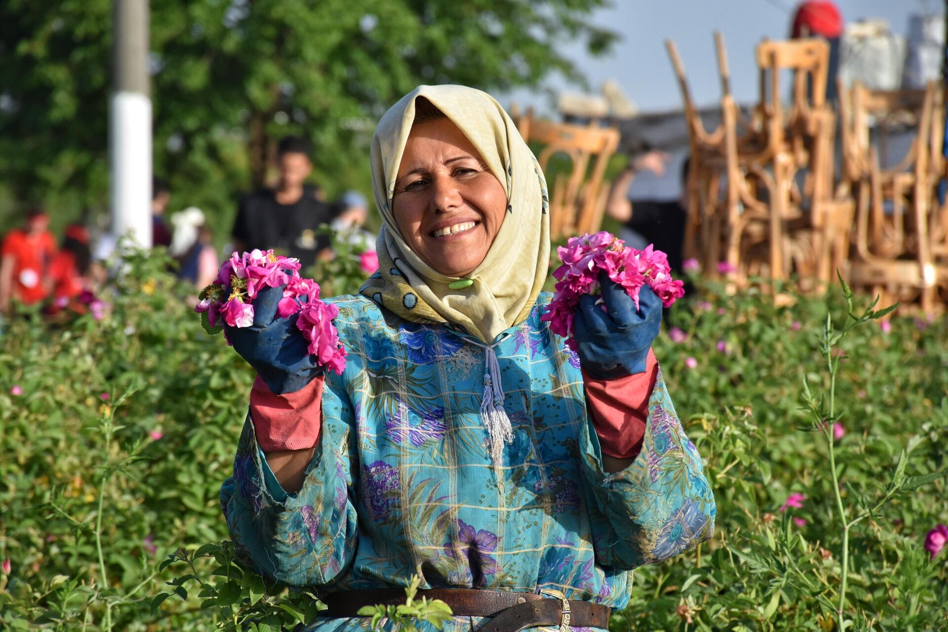 الوردة الشامية.. طفلة (النيربيين) تفوح على المناطق المحررة بريف حلب - سبوتنيك عربي, 1920, 07.06.2024