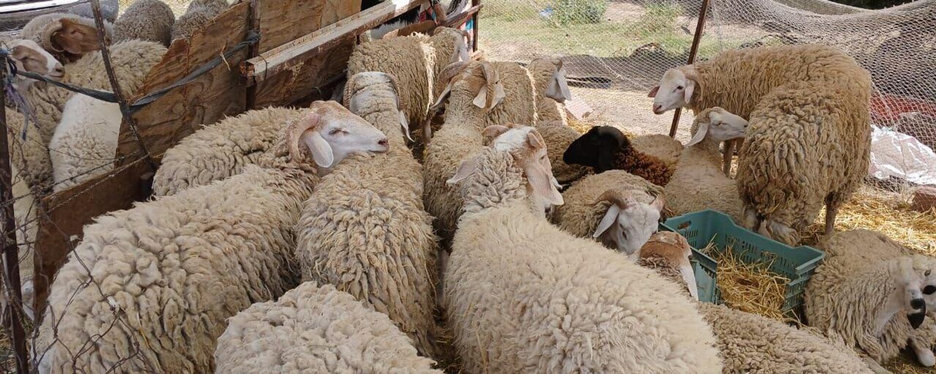  ارتفاع أسعار الأضاحي ونقص القطيع يدفع التونسيين الى المقاطعة - سبوتنيك عربي, 1920, 10.06.2024