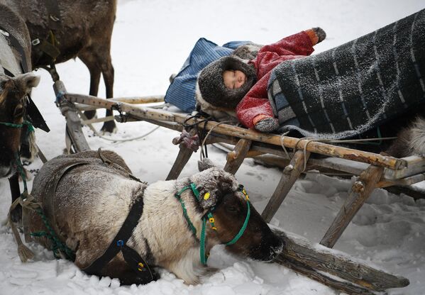 صورة لطفل ينام في مزلقة الرنة في العيد الوطني لشعوب أقصى الشمال - سبوتنيك عربي