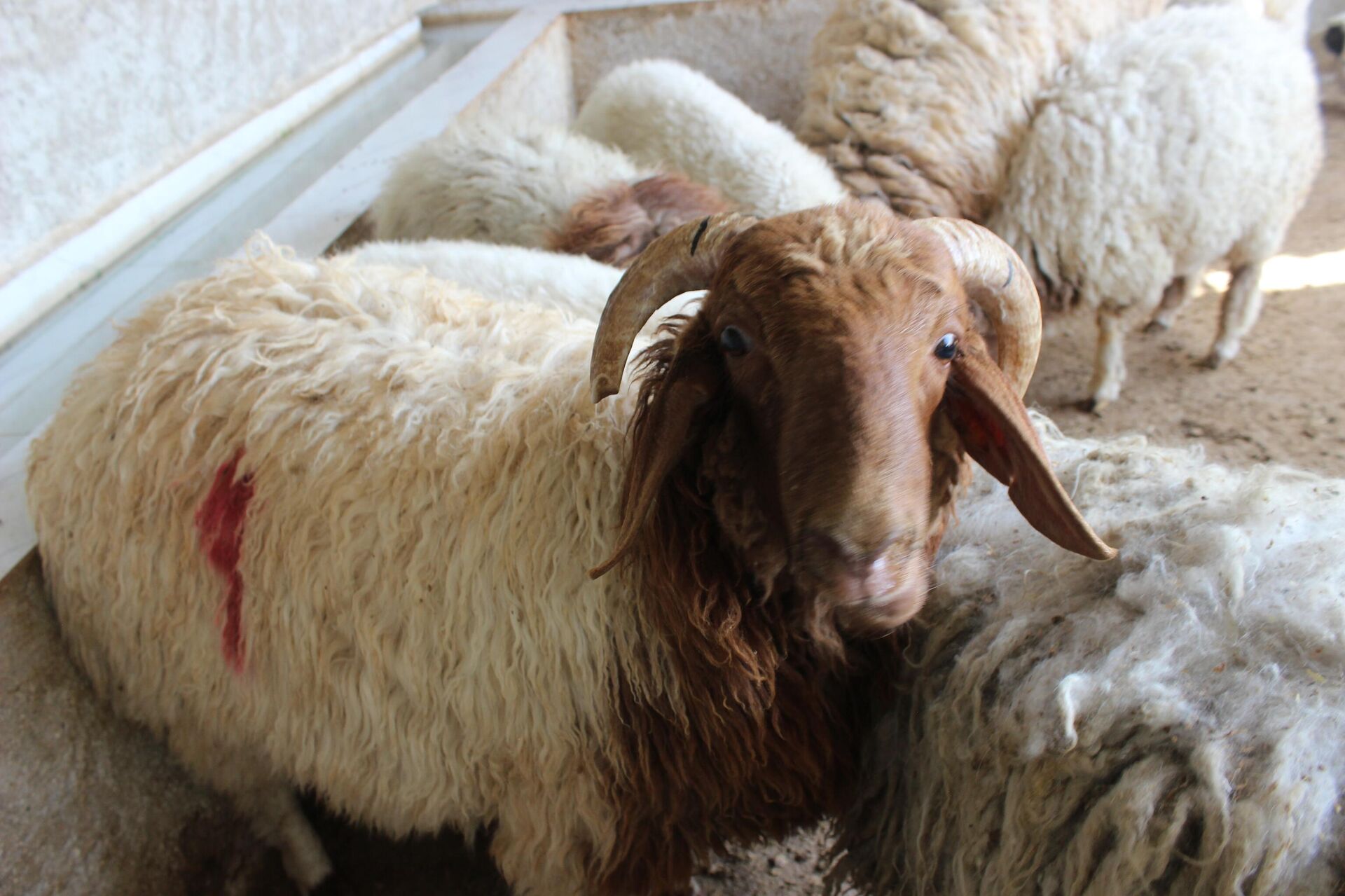 خرافهم أغلى الأضاحي عربيا.. السوريون يتلقون الحوالات الخارجية لشراء أضاحي العيد - سبوتنيك عربي, 1920, 14.06.2024