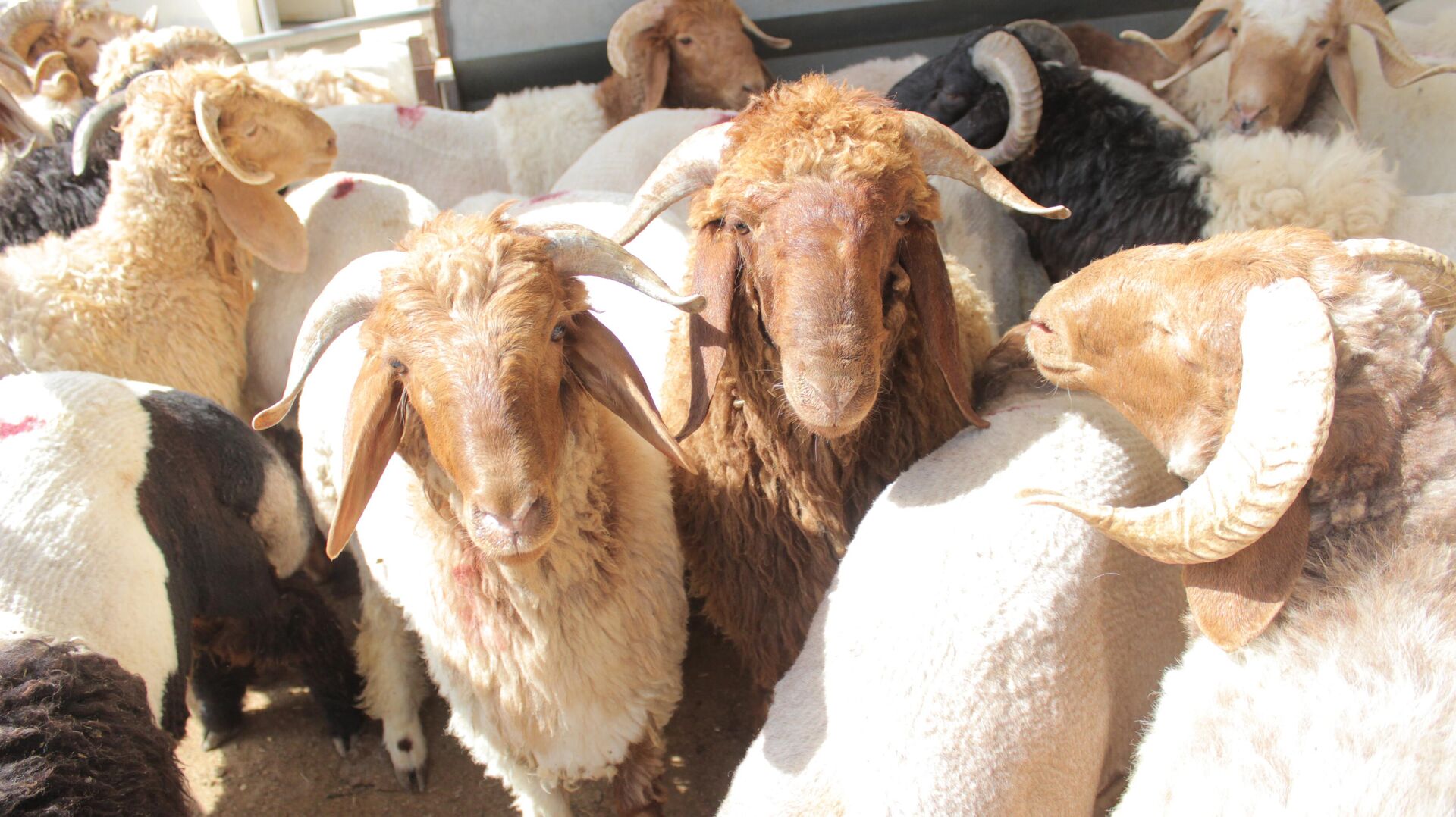 خرافهم أغلى الأضاحي عربيا.. السوريون يتلقون الحوالات الخارجية لشراء أضاحي العيد - سبوتنيك عربي, 1920, 14.06.2024