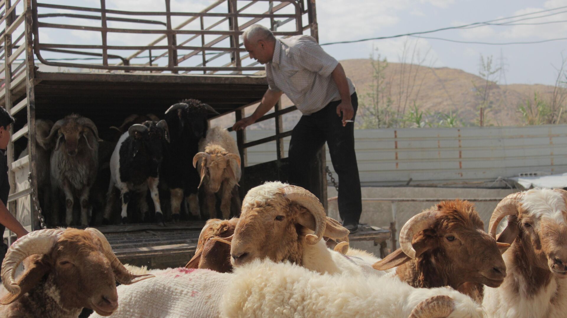 خرافهم أغلى الأضاحي عربيا.. السوريون يتلقون الحوالات الخارجية لشراء أضاحي العيد - سبوتنيك عربي, 1920, 14.06.2024