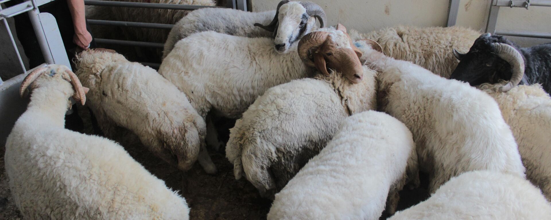 خرافهم أغلى الأضاحي عربيا.. السوريون يتلقون الحوالات الخارجية لشراء أضاحي العيد - سبوتنيك عربي, 1920, 14.06.2024