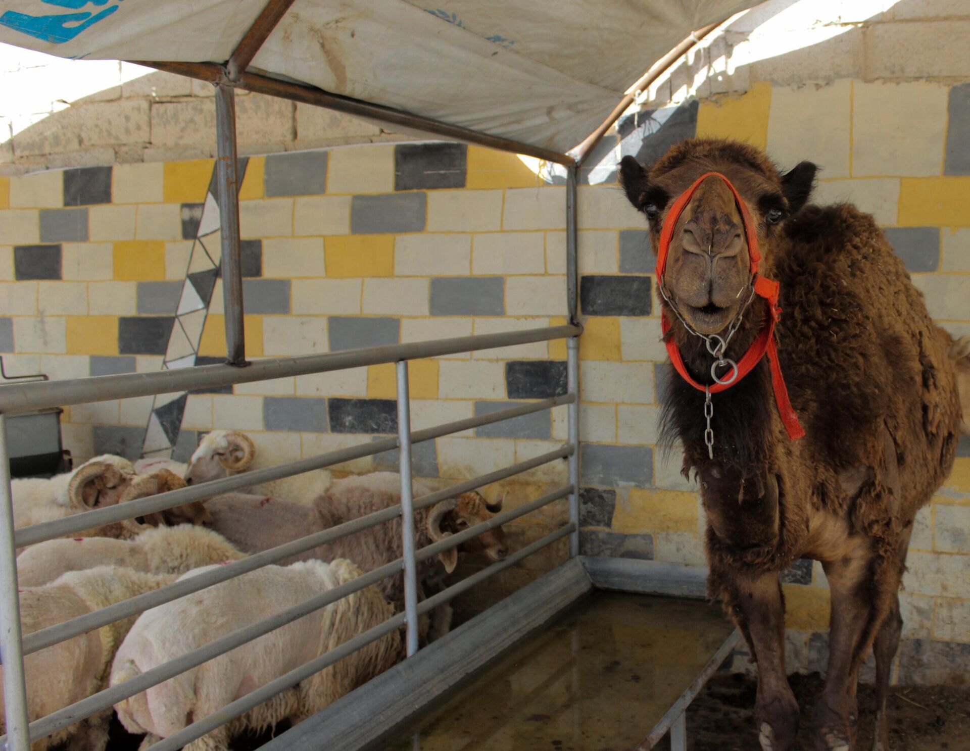 خرافهم أغلى الأضاحي عربيا.. السوريون يتلقون الحوالات الخارجية لشراء أضاحي العيد - سبوتنيك عربي, 1920, 14.06.2024