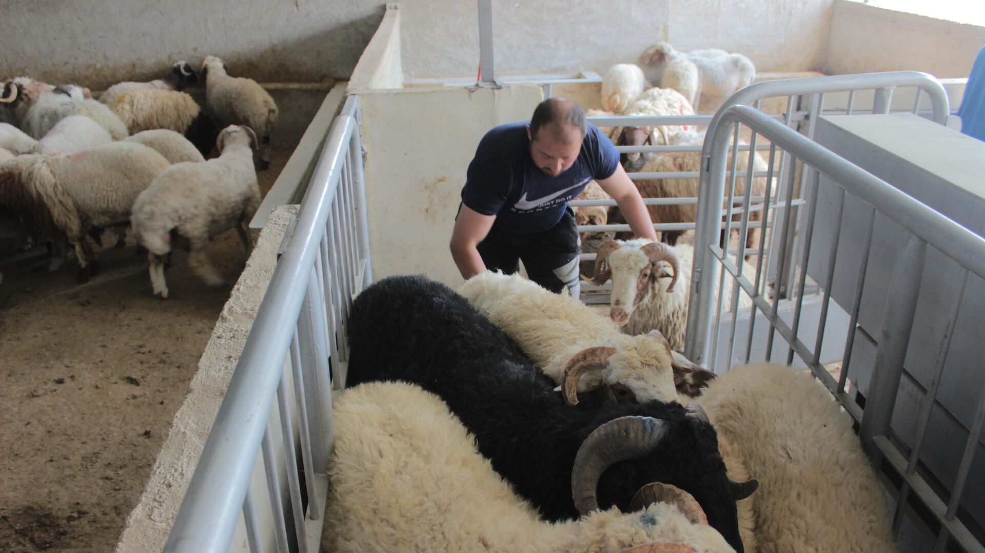 خرافهم أغلى الأضاحي عربيا.. السوريون يتلقون الحوالات الخارجية لشراء أضاحي العيد - سبوتنيك عربي, 1920, 14.06.2024