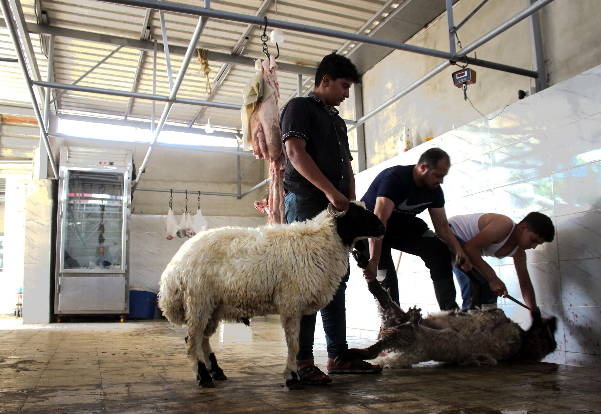 خرافهم أغلى الأضاحي عربيا.. السوريون يتلقون الحوالات الخارجية لشراء أضاحي العيد - سبوتنيك عربي, 1920, 14.06.2024
