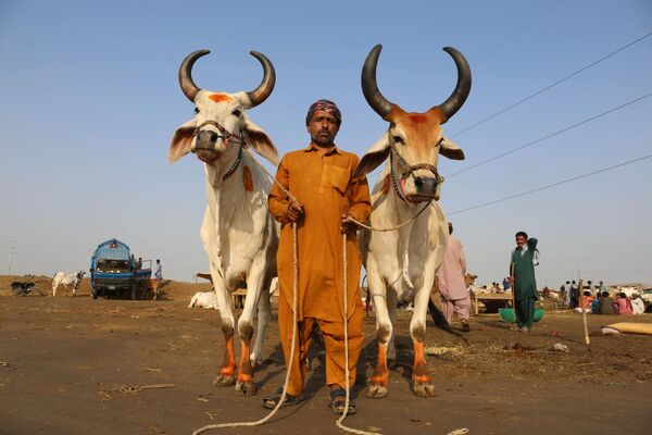 بائع ماشية ينتظر الزبائن في سوق للماشية، في حيدر أباد بمقاطعة السند الباكستانية، قبل عيد الأضحى، 16 يونيو 2024 - سبوتنيك عربي