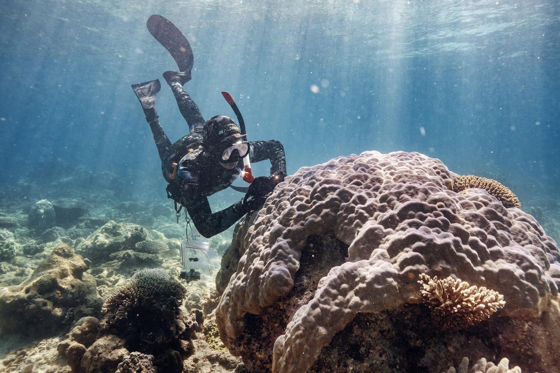 القائمة المختصرة جياكومو دورلاندو / إيطاليا Symbiosis My Planet، سلسلة David Juszkiewicz، مرشح دكتوراه في العلوم الجزيئية والحياة في جامعة كيرتن، يصور المرجانيات الحية لبوم بوريتس الضخمة على طول شعاب نينغالو. - سبوتنيك عربي, 1920, 01.07.2024