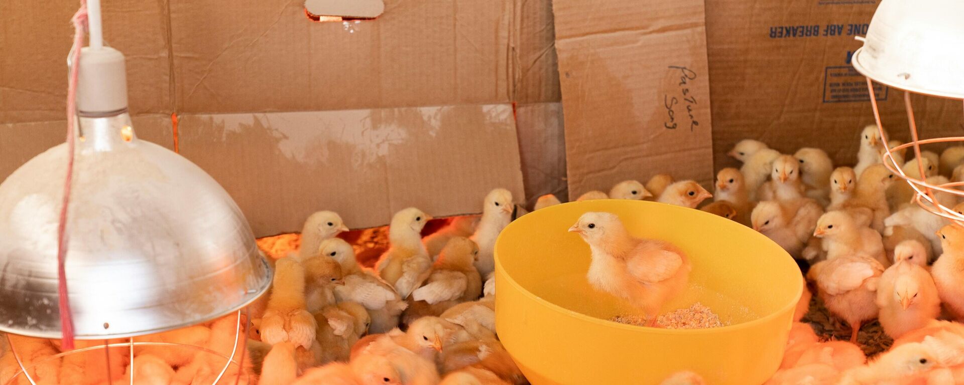 صيصان - سبوتنيك عربي, 1920, 22.06.2024