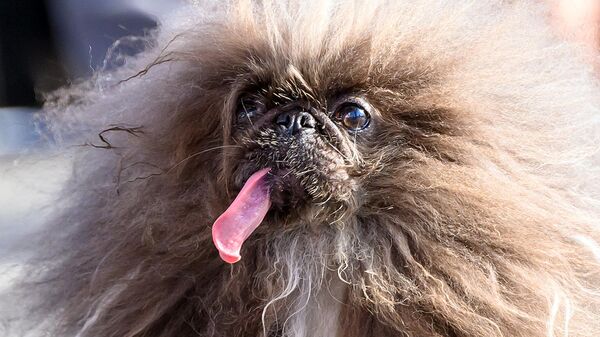 يتنافس الكلب Pekingese خلال مسابقة أقبح كلب في العالم السنوية في معرض سونوما مارين في كاليفورنيا الأمريكية. - سبوتنيك عربي