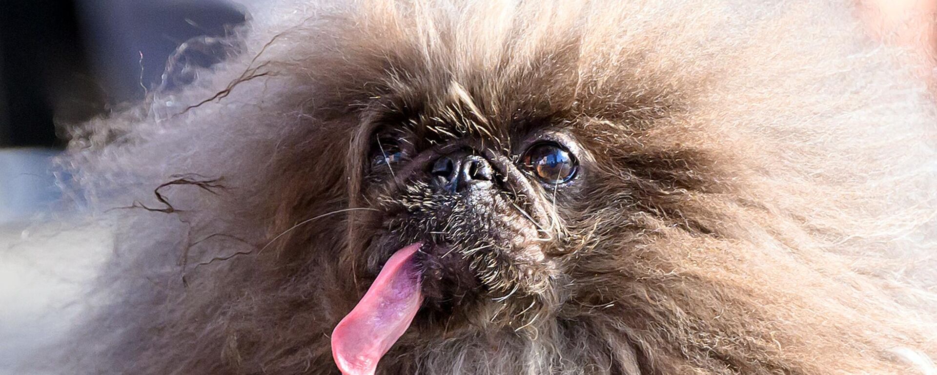 يتنافس الكلب Pekingese خلال مسابقة أقبح كلب في العالم السنوية في معرض سونوما مارين في كاليفورنيا الأمريكية. - سبوتنيك عربي, 1920, 25.06.2024