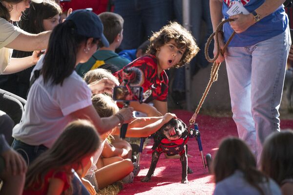 المشجعون الصغار يهتفون لروما وهو يسير على السجادة الحمراء في مسابقة ملكة جمال أقبح كلب في العالم، في الولايات المتحدة الأمريكية - سبوتنيك عربي
