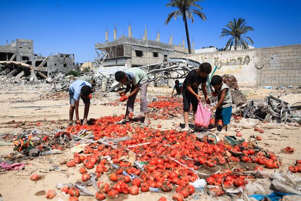 أطفال فلسطينيون يجمعون الطماطم المتناثرة على الطريق بعد سقوطها من شاحنة تقدم مساعدات، في خان يونس، في جنوب قطاع غزة. - سبوتنيك عربي