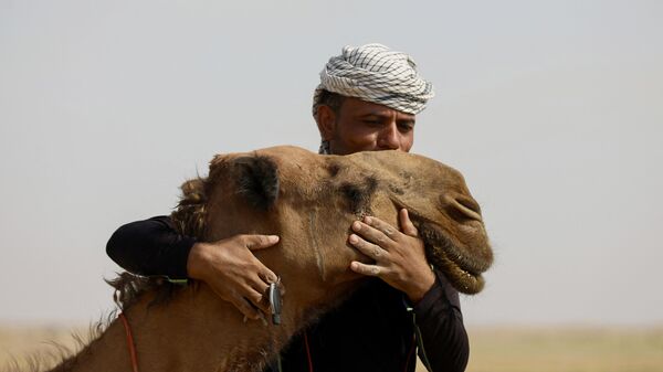 Мужчина обнимает верблюда в районе Хамисия к юго-востоку от Багдада - سبوتنيك عربي