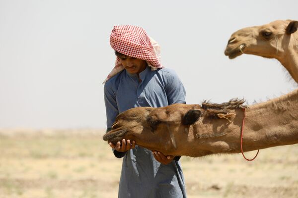 مربي إبل يقود قافلة منها بحثا عن الماء عبر منطقة الخميسية جنوب شرق بغداد، في 9 يوليو 2024. - سبوتنيك عربي