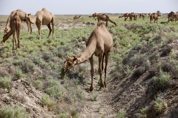 قطيع من الإبل يرعى في منطقة الخميسية جنوب شرقي بغداد، في 9 يوليو 2024. - سبوتنيك عربي