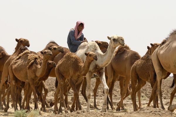 مربي إبل يقود قطيعا بحثا عن الماء في منطقة الخميسية جنوب شرق بغداد، في 9 يوليو 2024. - سبوتنيك عربي