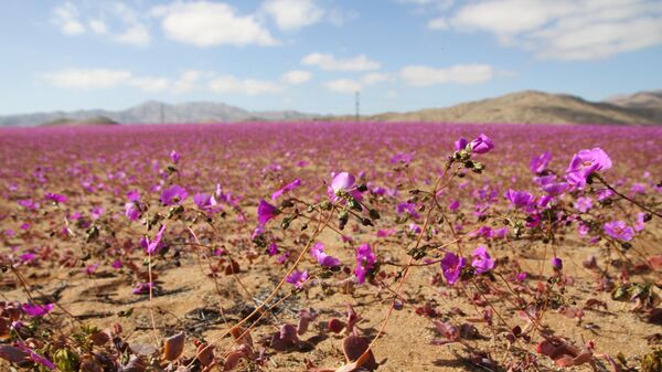 Цветение в пустыне Атакама в Чили  - سبوتنيك عربي