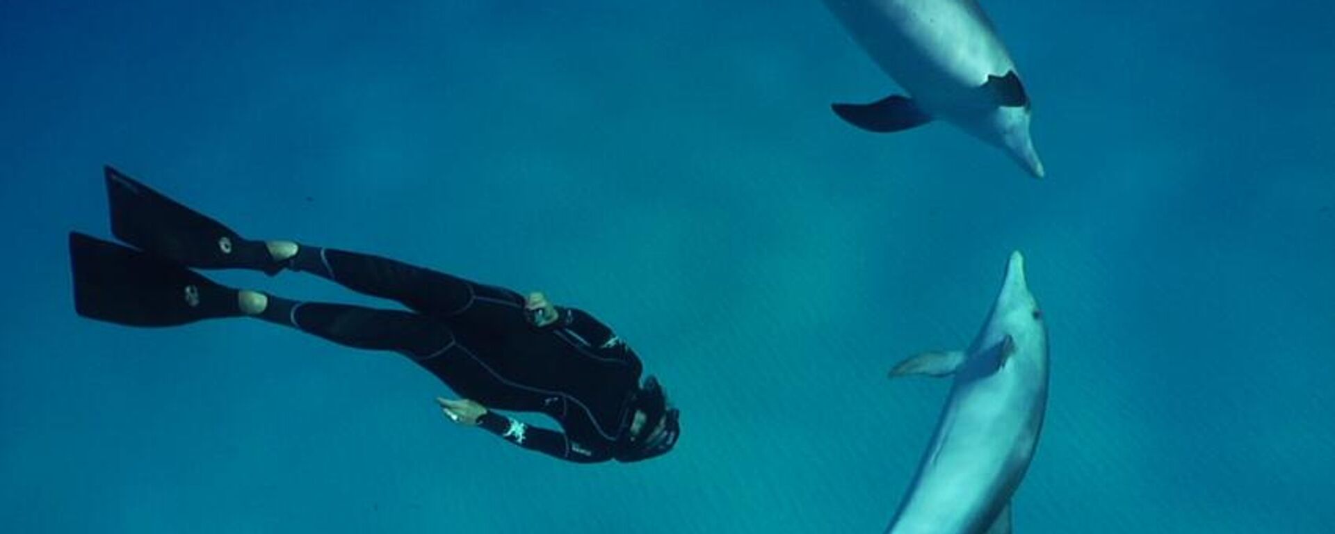 الغوص الحر مع الدلافين - سبوتنيك عربي, 1920, 02.08.2025