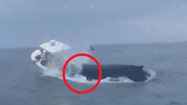 مشاهد متداوله لحوت يتسبب بانقلاب قارب في أمريكا   - سبوتنيك عربي