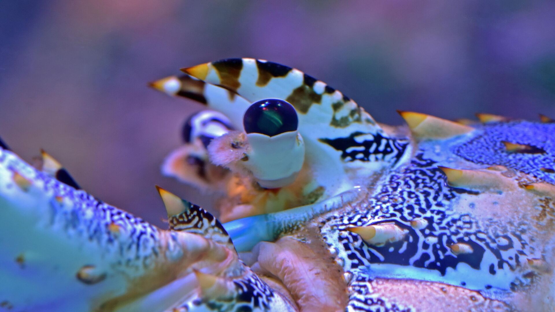 صورة للكركند (جراد البحر) - سبوتنيك عربي, 1920, 08.08.2024