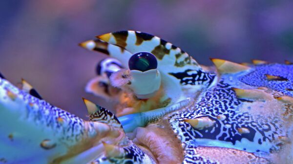 صورة للكركند (جراد البحر) - سبوتنيك عربي